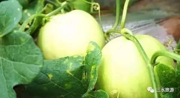 三水乐平吃瓜技巧视频,揭秘吃瓜达人独门技巧