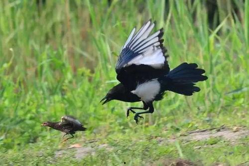 吃瓜喜鹊视频大全播放免费,笑料横生，欢乐无限！