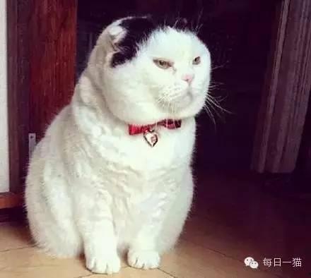 吃瓜大肥喵其他视频,趣味视频背后的故事与魅力