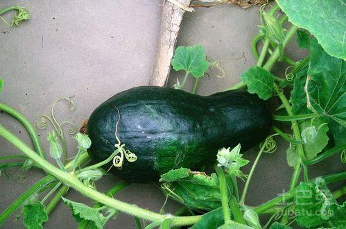 吃瓜菜怎么做好吃视频大全