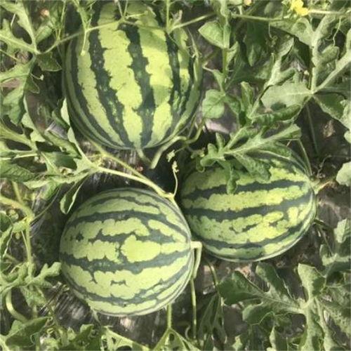 宁夏人吃麒麟瓜视频播放,视频走红，网友争相品尝