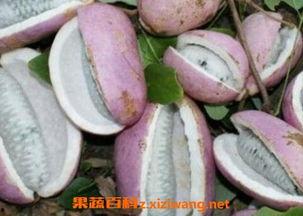 小孩子吃八月瓜的视频,甜蜜滋味萌翻众人