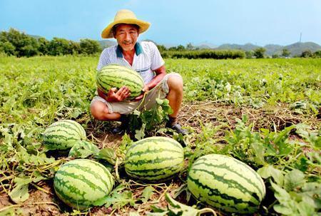扬州戴路吃瓜视频,夏日街头美食盛宴
