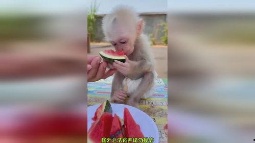 喂猴子吃瓜搞笑视频大全,搞笑视频大全带你笑翻天