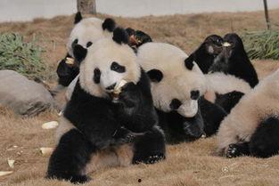 熊猫人动画吃瓜视频下载,趣味横生的美食之旅
