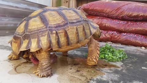 小乌龟吃佛手瓜视频播放,小乌龟的佛手瓜美食之旅